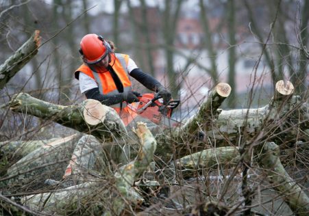 Tree Removal